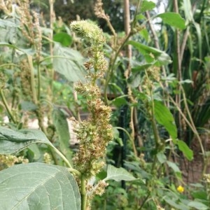 Photographie n°2239968 du taxon Amaranthus retroflexus L. [1753]