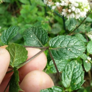 Photographie n°2239979 du taxon Mentha suaveolens Ehrh. [1792]