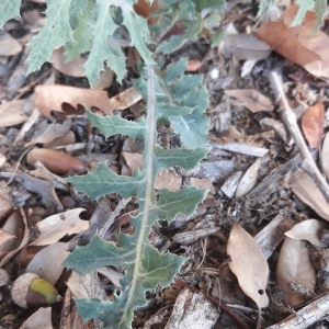 Photographie n°2239996 du taxon Lactuca serriola L. [1756]