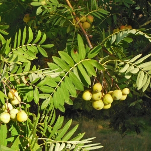 Photographie n°2240043 du taxon Sorbus domestica L. [1753]