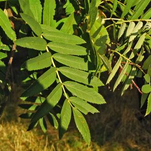 Photographie n°2240044 du taxon Sorbus domestica L. [1753]