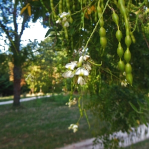  - Sophora japonica L. [1767]