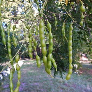  - Sophora japonica L. [1767]