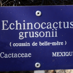 Photographie n°2240068 du taxon Echinocactus grusonii Hildm. [1886]