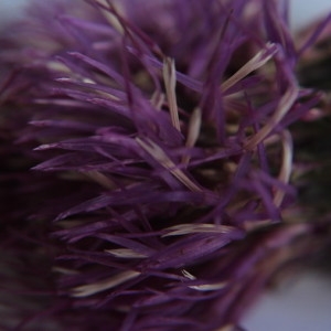Photographie n°2240137 du taxon Cirsium heterophyllum (L.) Hill [1768]