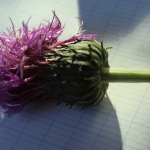 Photographie n°2240138 du taxon Cirsium heterophyllum (L.) Hill [1768]