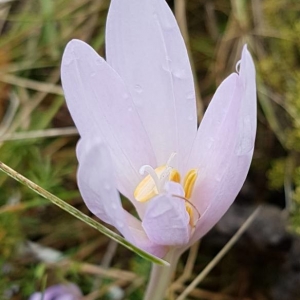 Photographie n°2240164 du taxon Colchicum autumnale L. [1753]