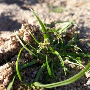 Photographie n°2240172 du taxon Cyperus fuscus L. [1753]