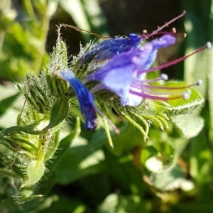 Photographie n°2240187 du taxon Echium vulgare L. [1753]