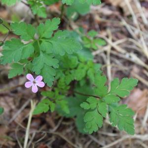 Photographie n°2240263 du taxon Geranium robertianum L. [1753]