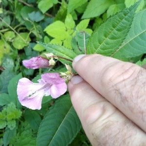 Photographie n°2240340 du taxon Impatiens glandulifera Royle [1833]