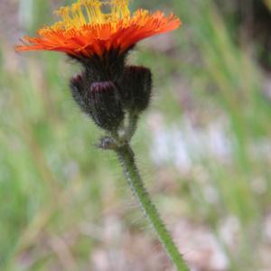 Photographie n°2240373 du taxon Hieracium aurantiacum L. [1753]