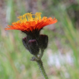 Photographie n°2240375 du taxon Pilosella aurantiaca (L.) F.W.Schultz & Sch.Bip. [1862]