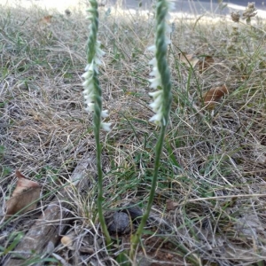 Photographie n°2240377 du taxon Spiranthes spiralis (L.) Chevall. [1827]