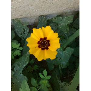 Coreopsis tinctoria Nutt. (Coréopsis des teinturiers)
