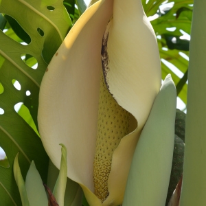 Monstera deliciosa Liebm. (Monstera)