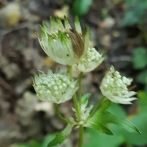 Photographie n°2240411 du taxon Astrantia major L.