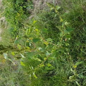 Photographie n°2240490 du taxon Amaranthus retroflexus L. [1753]