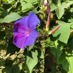 Photographie n°2240501 du taxon Ipomoea purpurea (L.) Roth [1787]