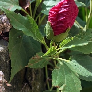 Photographie n°2240517 du taxon Hibiscus rosa-sinensis L. [1753]