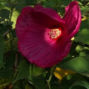 Photographie n°2240518 du taxon Hibiscus rosa-sinensis L. [1753]