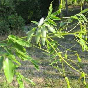 Photographie n°2240531 du taxon Sophora japonica L.