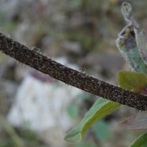 Photographie n°2240546 du taxon Origanum vulgare L. [1753]