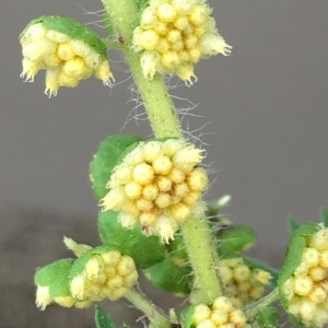  - Ambrosia artemisiifolia L. [1753]