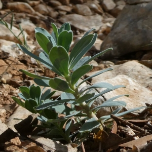 Photographie n°2240572 du taxon Euphorbia nicaeensis All. [1785]