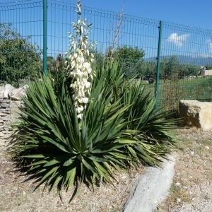 Photographie n°2240596 du taxon Yucca gloriosa L. [1753]