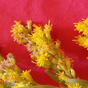 Photographie n°2240624 du taxon Solidago canadensis L. [1753]