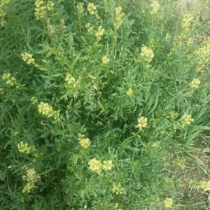 Photographie n°2240639 du taxon Reseda lutea L. [1753]