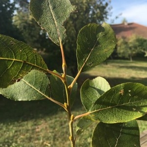 Photographie n°2240645 du taxon Quercus robur L. [1753]