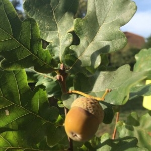 Photographie n°2240646 du taxon Quercus robur L. [1753]