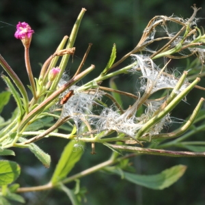 Photographie n°2240657 du taxon Epilobium hirsutum L.