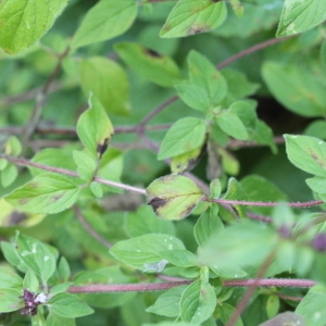 Photographie n°2240670 du taxon Origanum vulgare L. [1753]