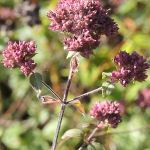 Photographie n°2240671 du taxon Origanum vulgare L. [1753]