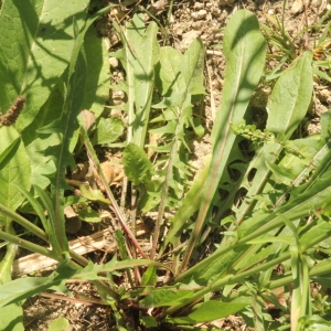 Photographie n°2240679 du taxon Cichorium intybus L. [1753]