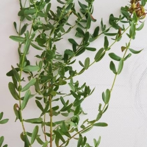 Photographie n°2240760 du taxon Hypericum perforatum L. [1753]