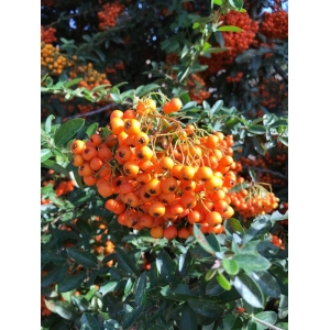 Pyracantha rogersiana (A.B.Jacks.) Coltm.-Rog. (Pyracantha)