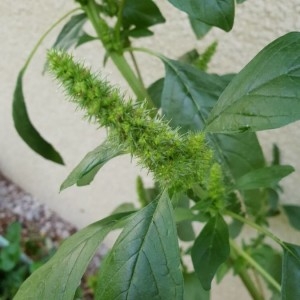 Photographie n°2240772 du taxon Amaranthus retroflexus L. [1753]