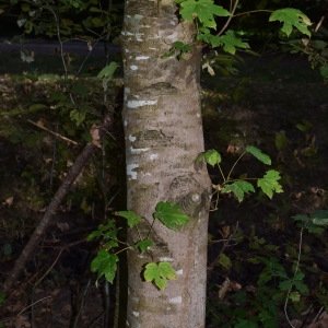 Photographie n°2240777 du taxon Acer pseudoplatanus L. [1753]