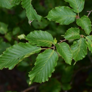 Photographie n°2240781 du taxon Carpinus betulus L. [1753]