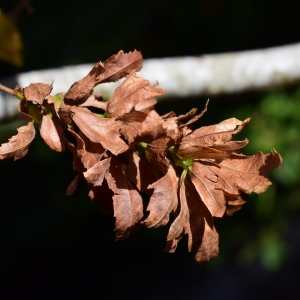 Photographie n°2240782 du taxon Carpinus betulus L. [1753]