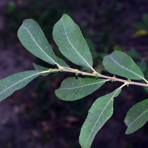 Photographie n°2240799 du taxon Salix cinerea L. [1753]
