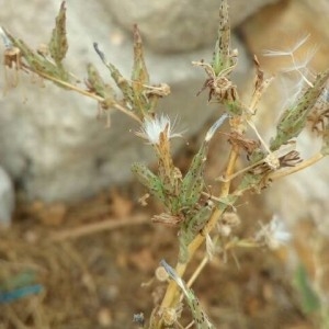 Photographie n°2240828 du taxon Lactuca serriola L. [1756]