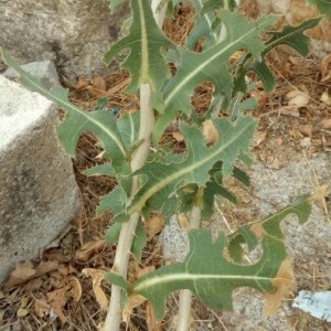 Photographie n°2240829 du taxon Lactuca serriola L. [1756]