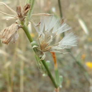 Photographie n°2240834 du taxon Chondrilla juncea L. [1753]