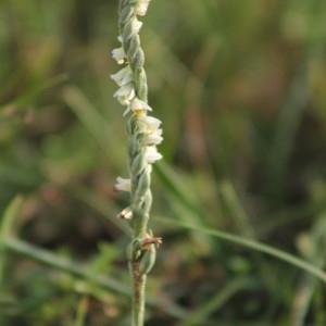 Photographie n°2240873 du taxon Spiranthes spiralis (L.) Chevall. [1827]