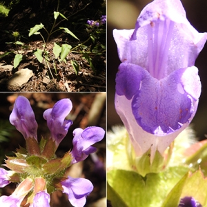 Photographie n°2240883 du taxon Prunella grandiflora (L.) Schöller [1775]